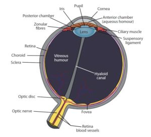 Drawing of human eye and sclera