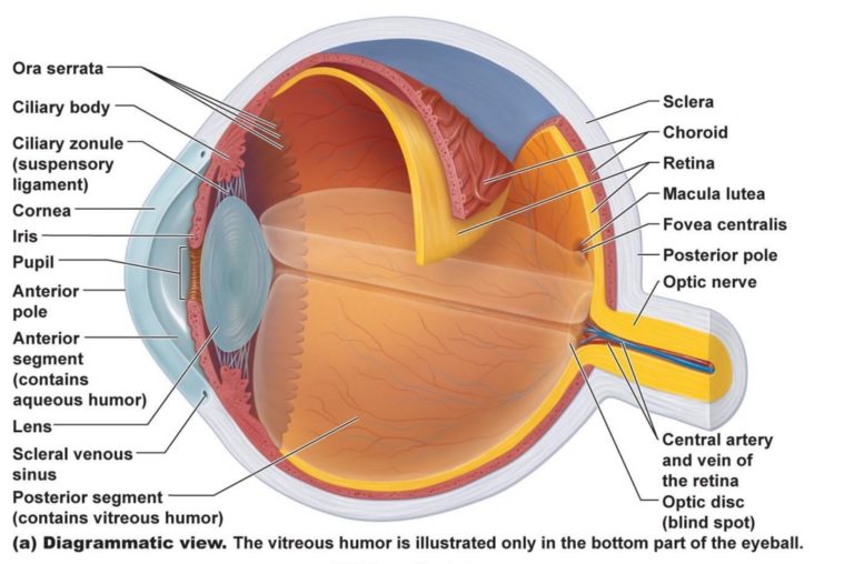 Graphic of eye anatomy